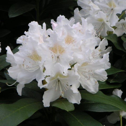 Rhod. 'Cunningham's White' (white)- H-2