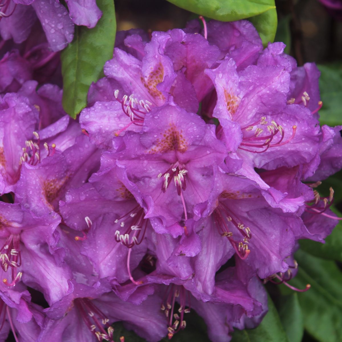 Rhod. 'Lee's Dark Purple' (purple)- H-2