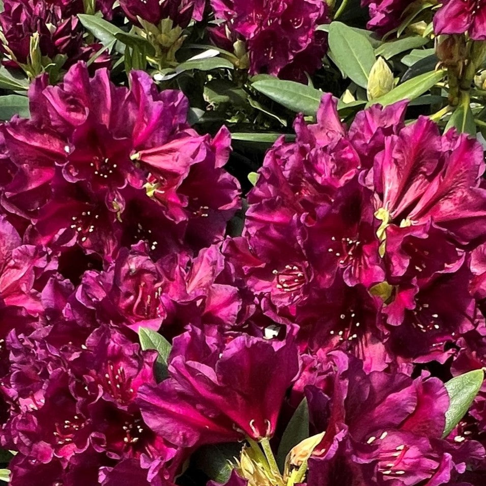Rhod. 'Polarnacht' (purple)- H-2