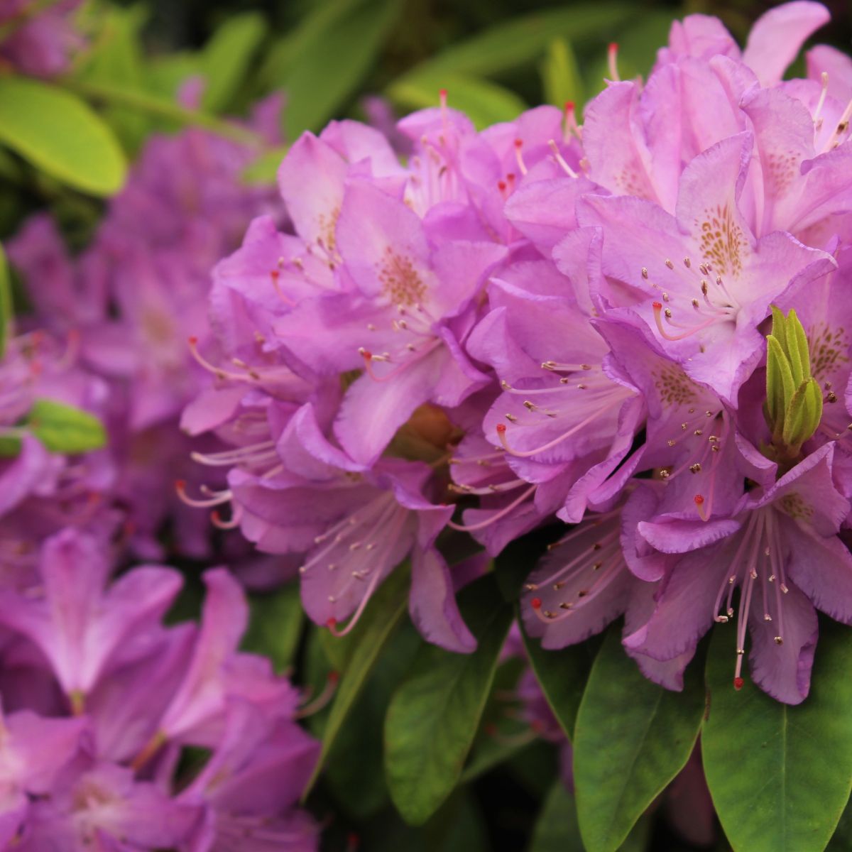 Rhod. 'Purpureum Elegans' (purple)- H-1