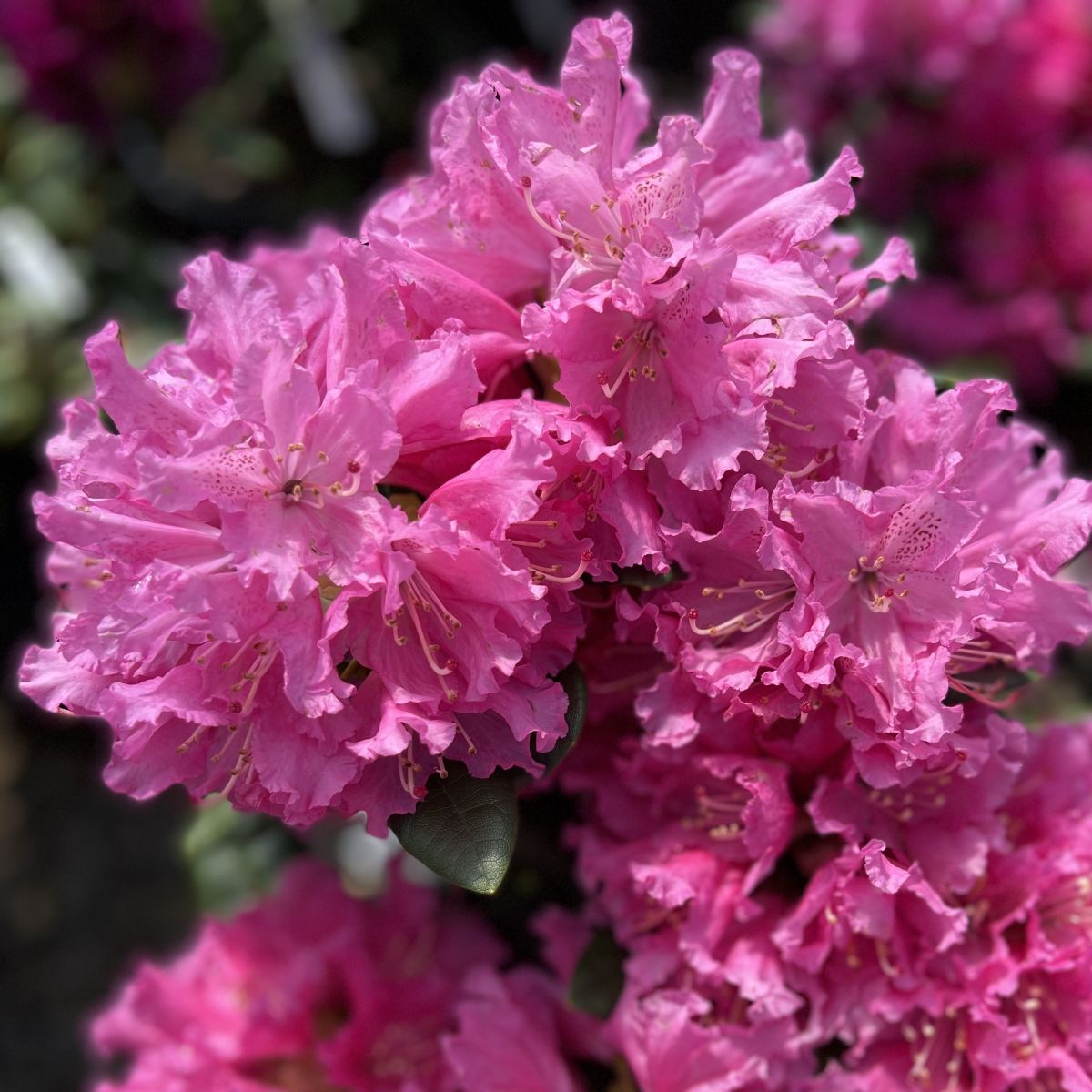 Rhod. 'Rocket' (deep pink)- H-2