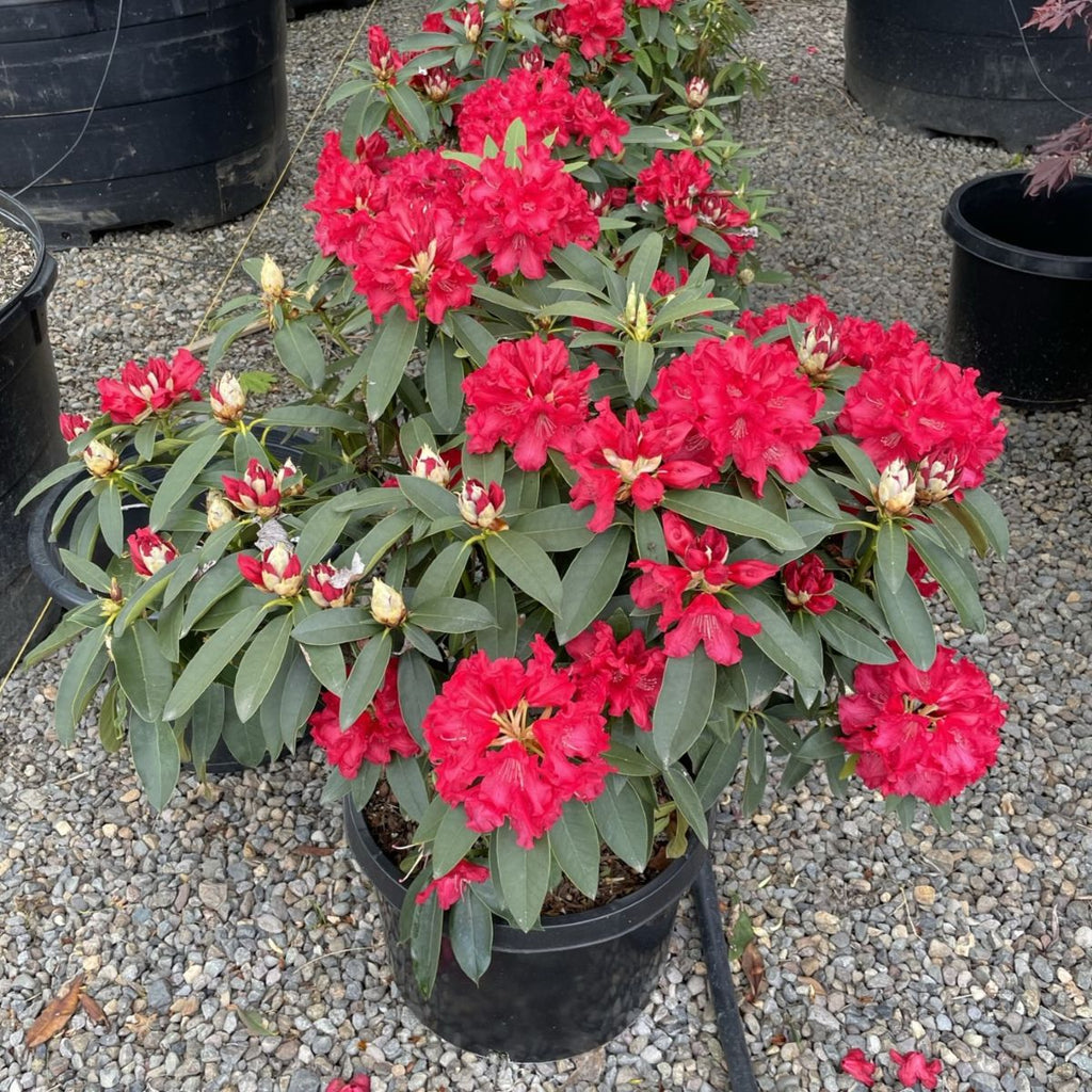 Rhod. 'Vulcan' (red)- H-2