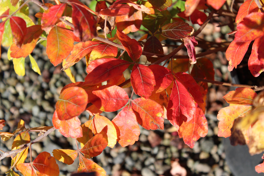 Rhus a. 'Gro-Low'