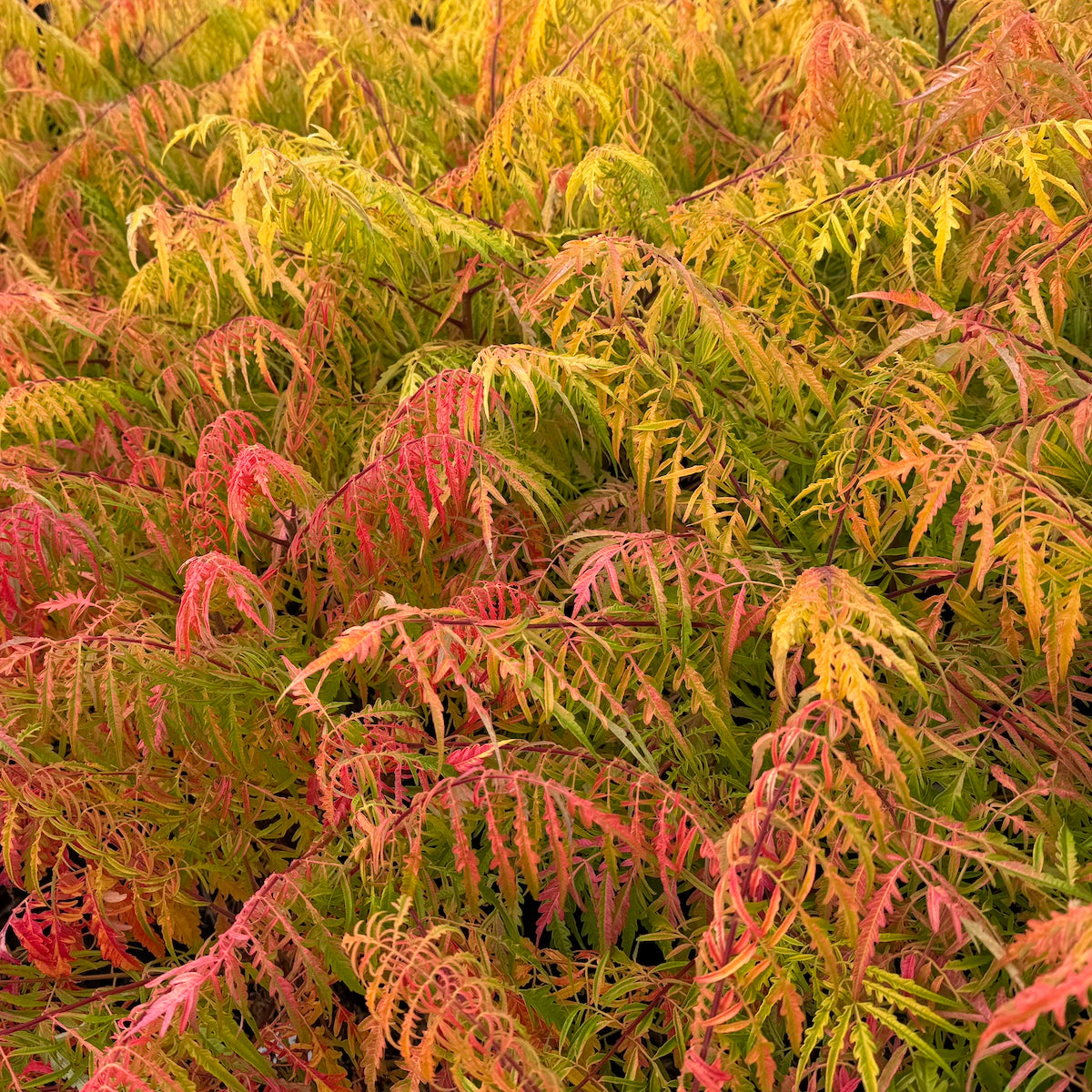 Rhus ty. FIRST EDITIONS® TIGER EYES® PP16185