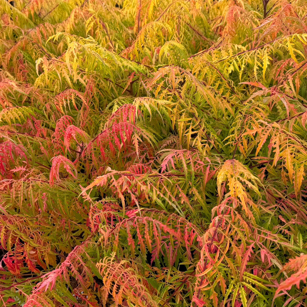 Rhus ty. FIRST EDITIONS® TIGER EYES® PP16185