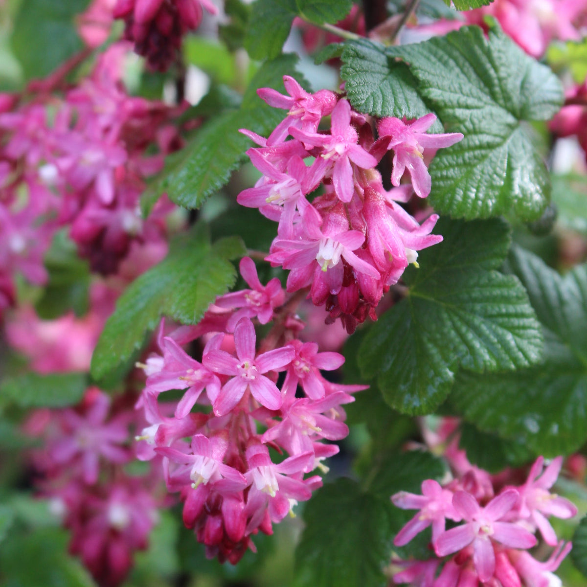 Ribes s. 'King Edward VII'