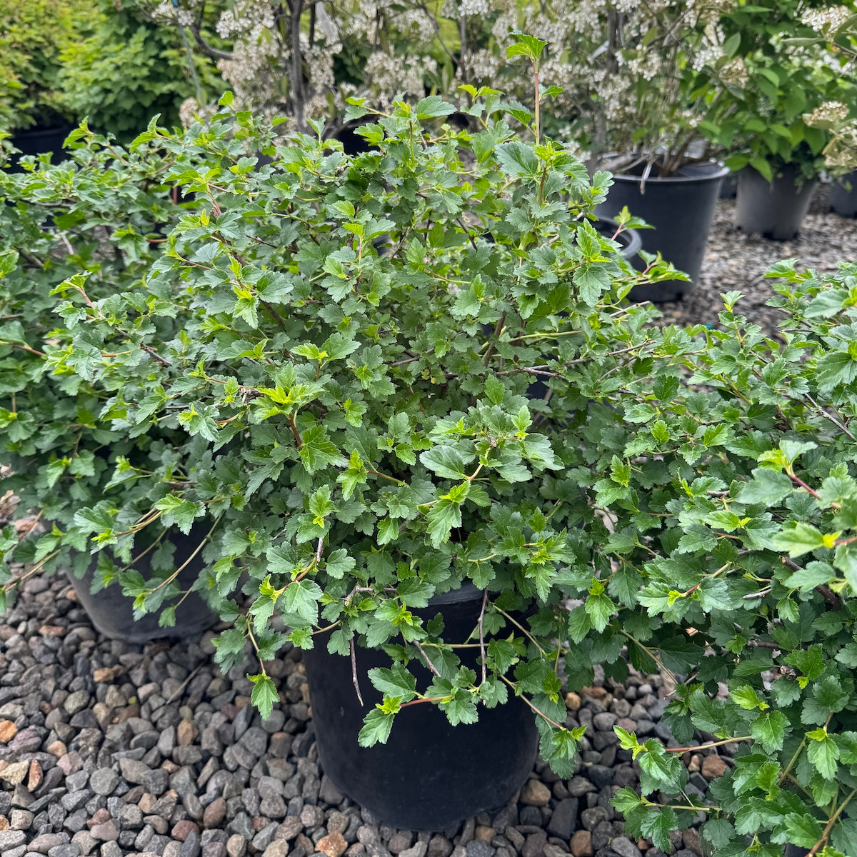 Ribes a. 'Green Mound'