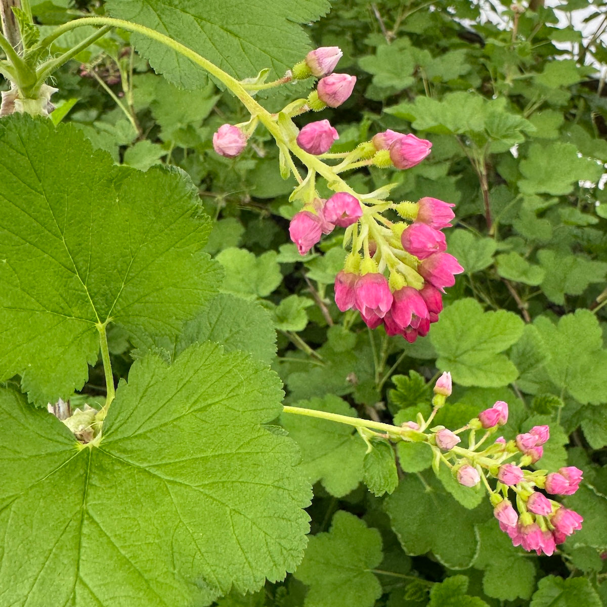 Ribes nevadense