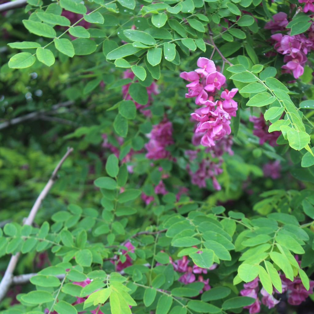 Robinia pseud. 'Purple Robe'
