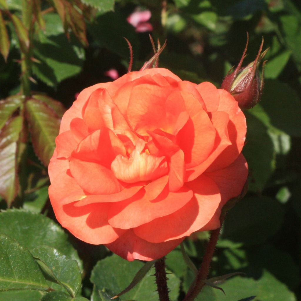 Rosa climb. 'Above All' ™ PPAF (salmon)