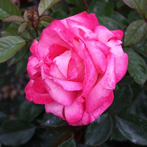 Rosa ht. 'Big Momma' ™ (pink)