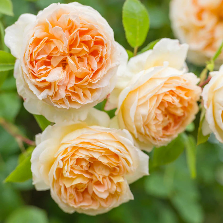 Rosa David Austin® 'BATHSHEBA™' (apricot)