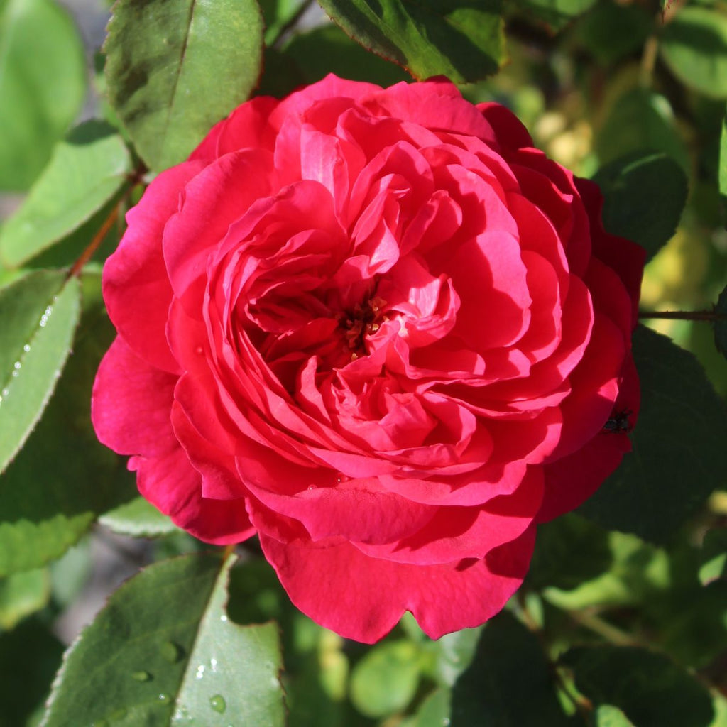 Rosa David Austin® 'Benjamin Britten'® (deep pink)