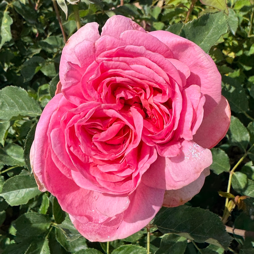 Rosa David Austin® 'Boscobel' ™ (salmon pink)