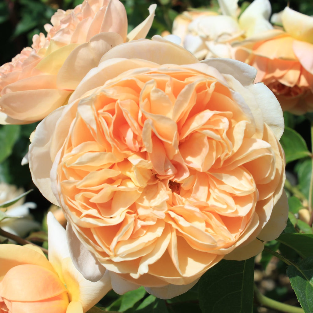 Rosa David Austin® 'Bring Me Sunshine' (orange - yellow)
