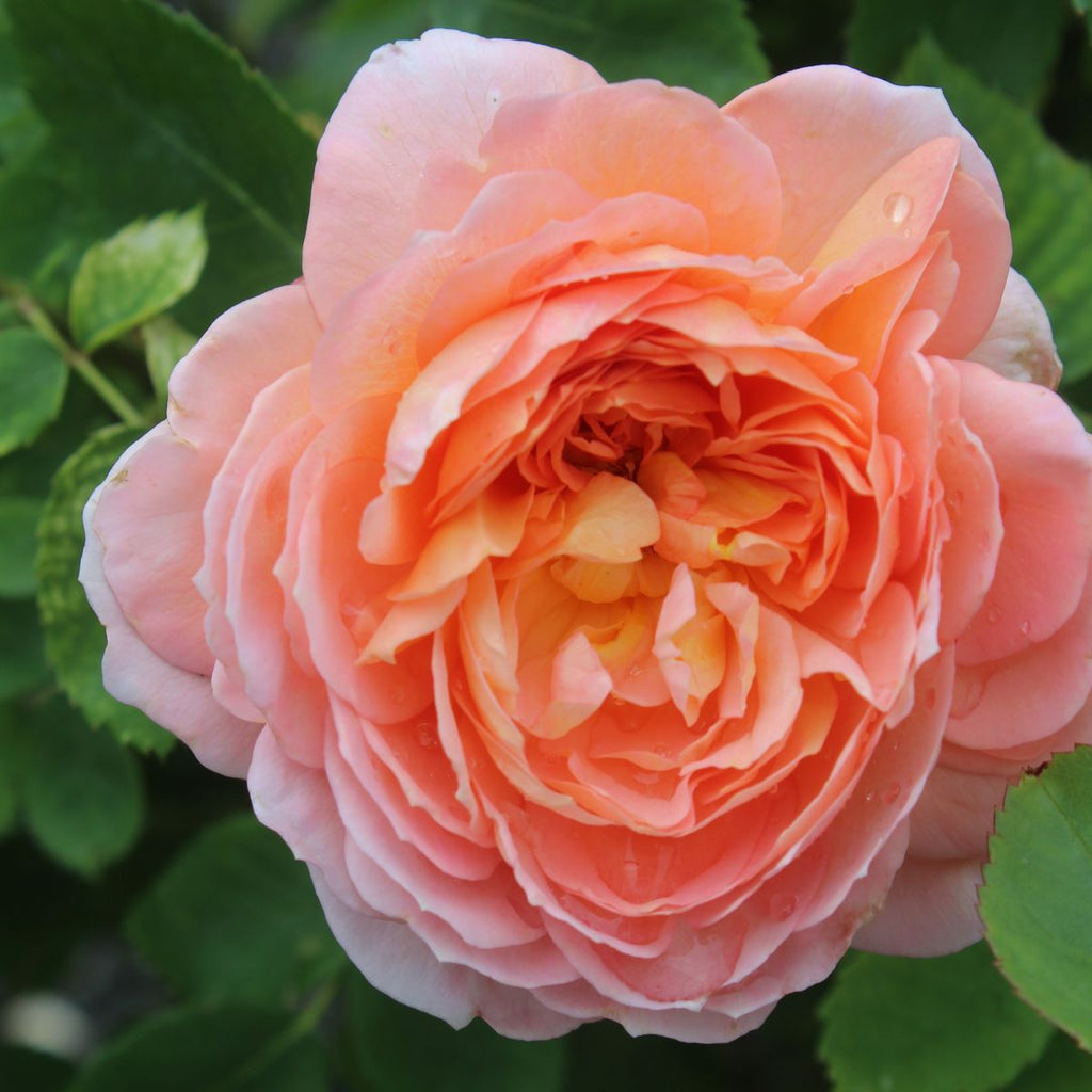 Rosa David Austin® 'Carding Mill' (apricot)