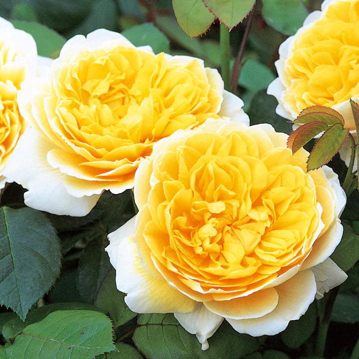 Rosa David Austin® 'Charlotte' (yellow)