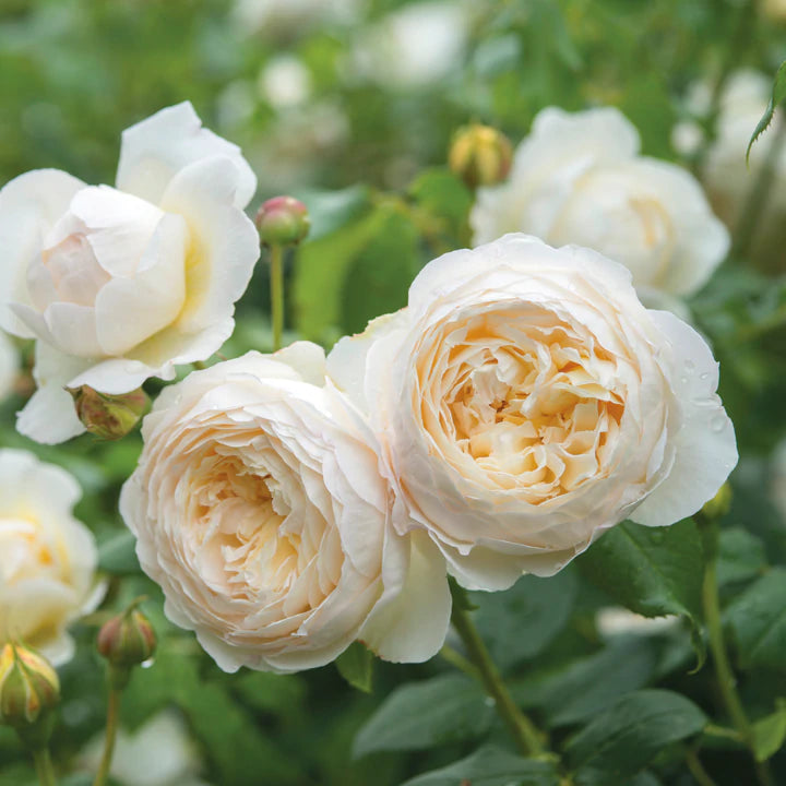 Rosa David Austin® 'Claire Austin' PP19465 (white)