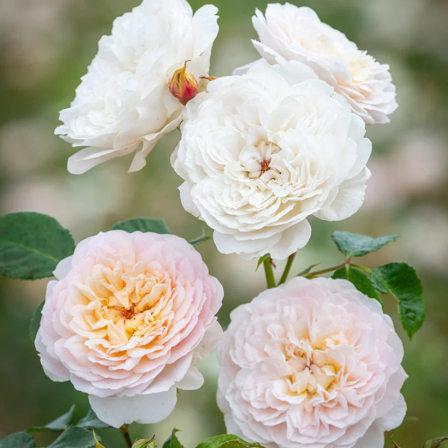 Rosa David Austin® 'EMILY BRONTE'