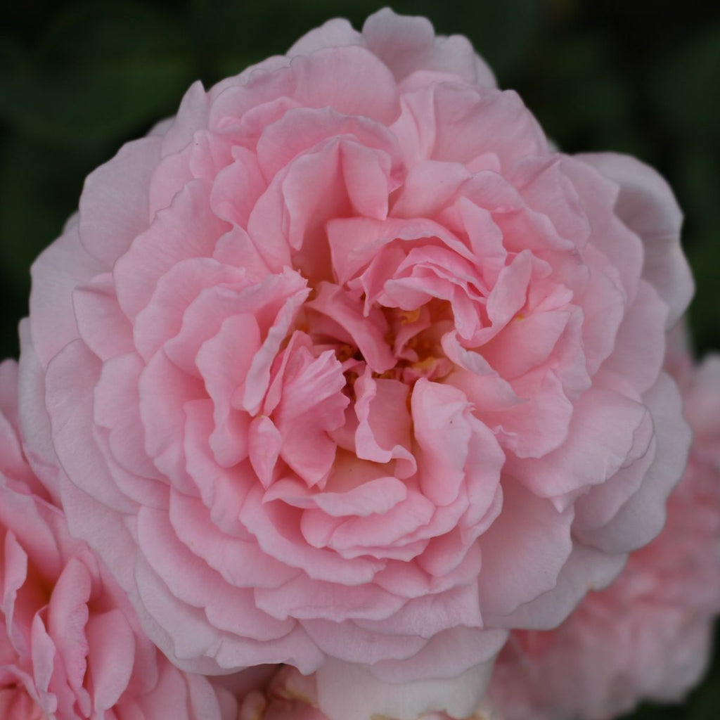 Rosa David Austin® 'Eglantyne' (pink)