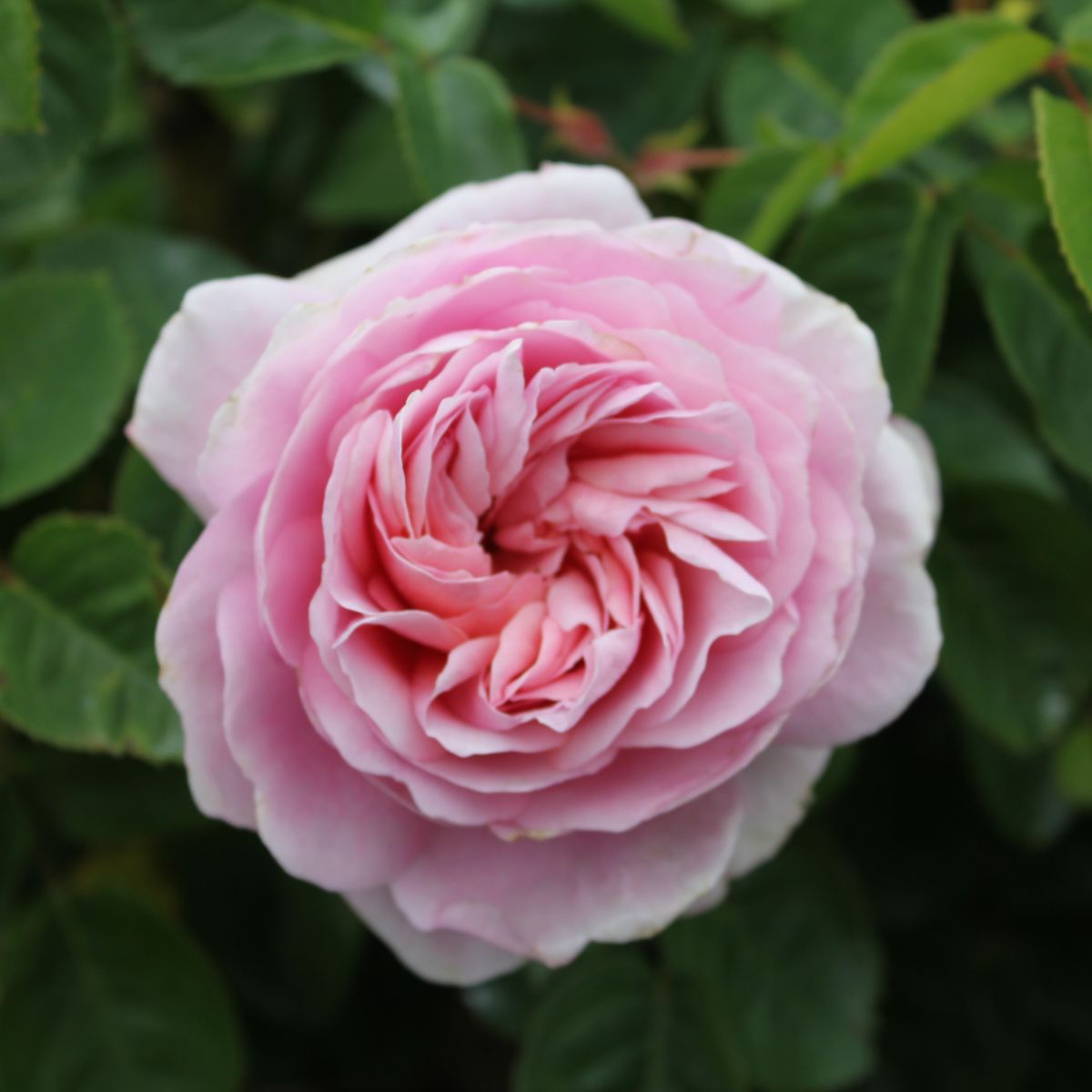 Rosa David Austin® 'Eustacia Vye' (pink)