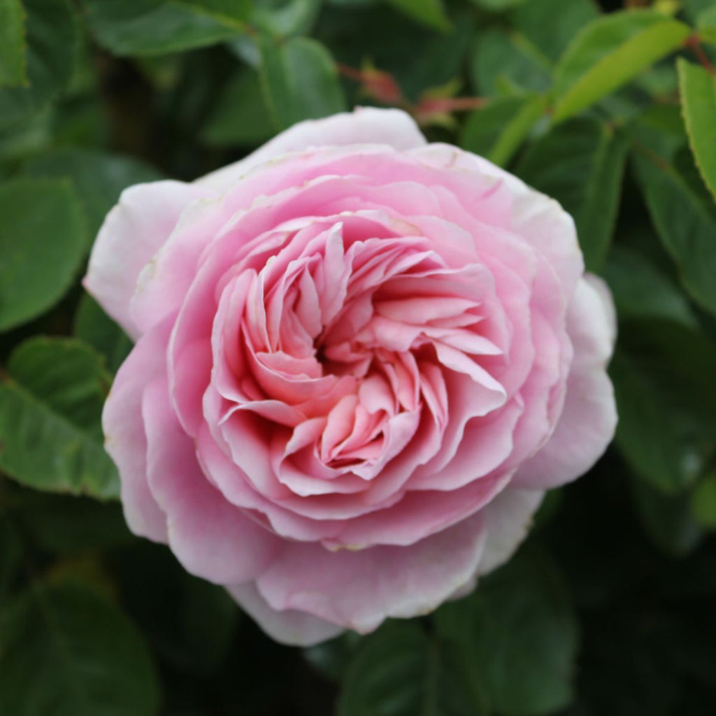 Rosa David Austin® 'Eustacia Vye' (pink)