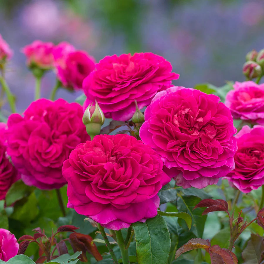 Rosa David Austin® Gabriel Oak (deep pink)