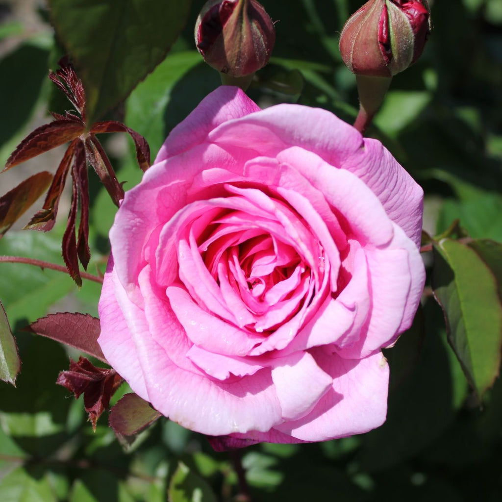 Rosa David Austin® 'Gertrude Jekyll' ® PP7220 (pink)