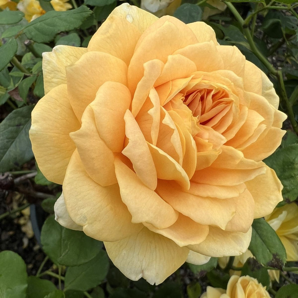 Rosa David Austin® 'Golden Celebration' PP8688 (yellow)