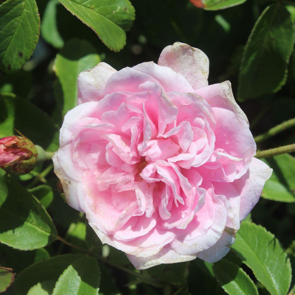 Rosa David Austin® 'Harlow Carr' ™ (pink)