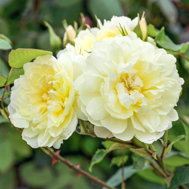 Rosa David Austin® 'Imogen' (yellow)