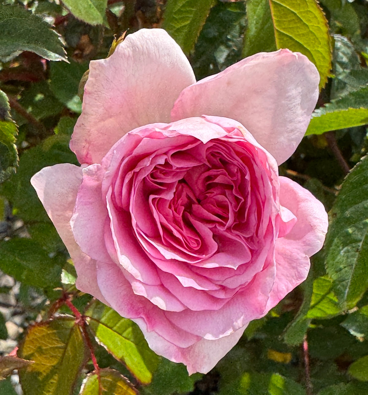 Rosa David Austin® 'James Galway' (pink)