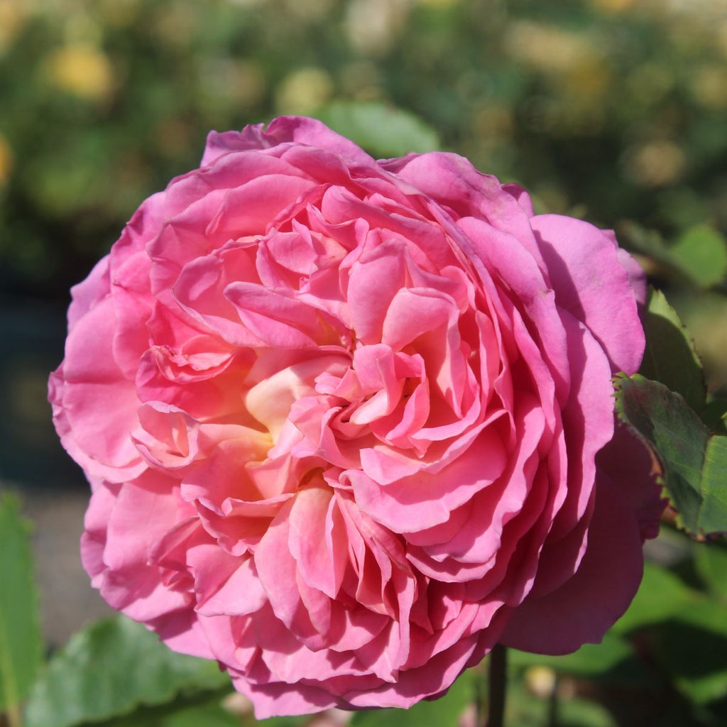 Rosa David Austin® 'Jubilee Celebration' (pink)
