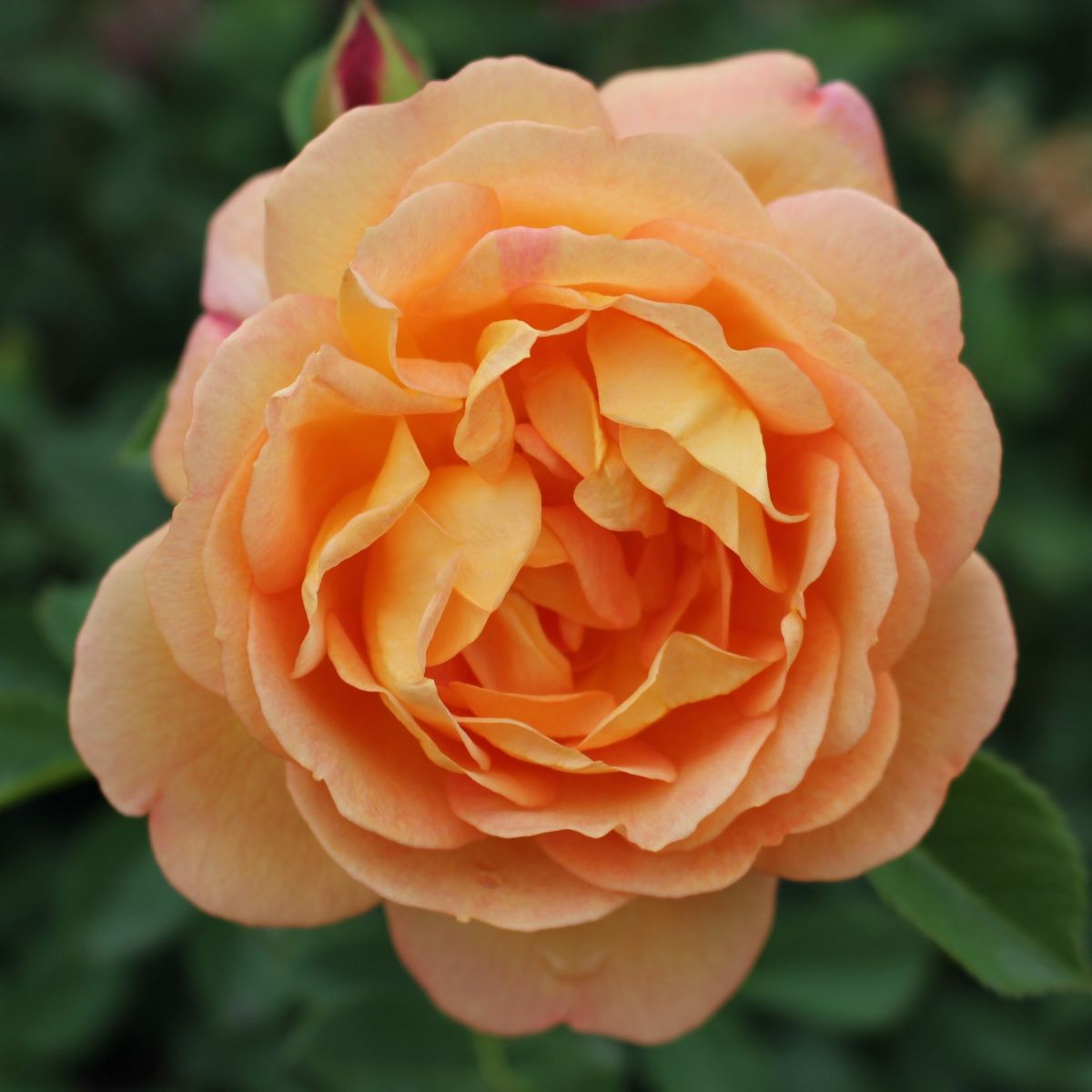 Rosa David Austin® 'Lady of Shallott' (salmon pink)