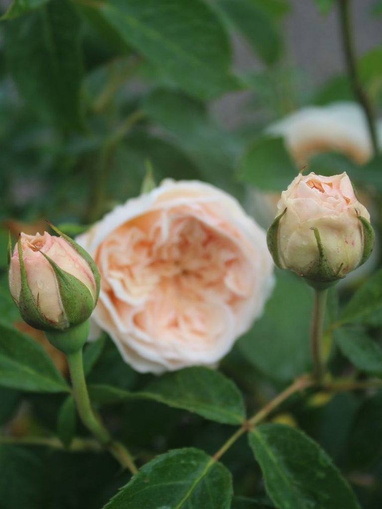 Rosa David Austin® 'Lichfield Angel' (creamy apricot) – Loen