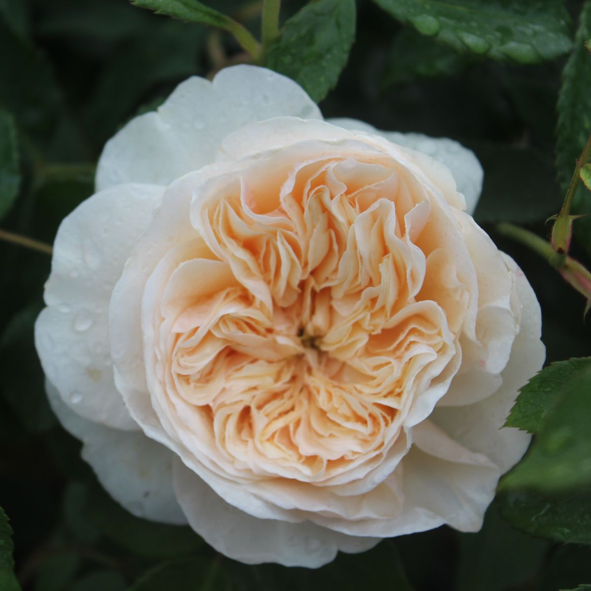 Rosa David Austin® 'Lichfield Angel' (creamy apricot) – Loen