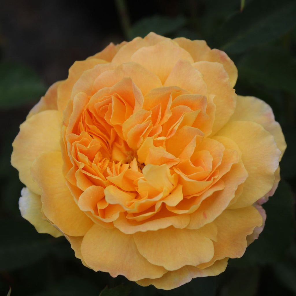 Rosa David Austin® 'Molineux' (yellow)