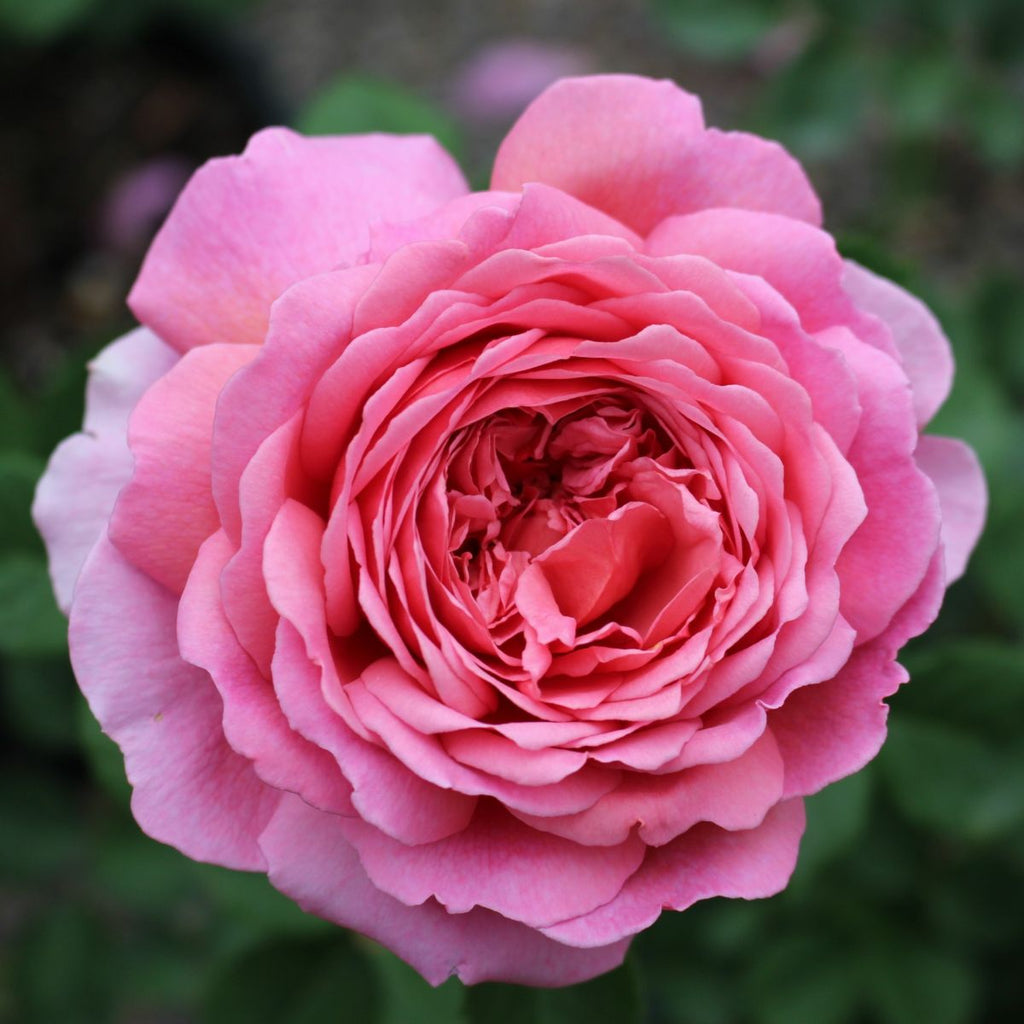 Rosa David Austin® 'Princess Alexandra of Kent' (pink)