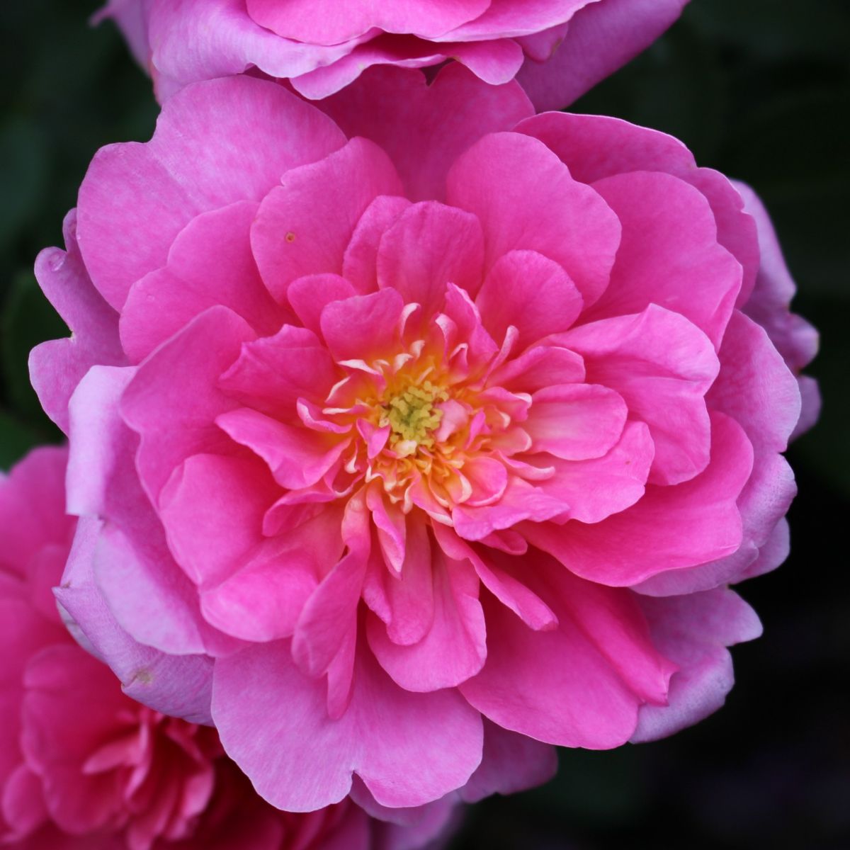 Rosa David Austin® 'Princess Anne'® (pink)