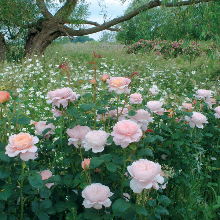 Rosa David Austin® 'Queen of Sweden' (pink)