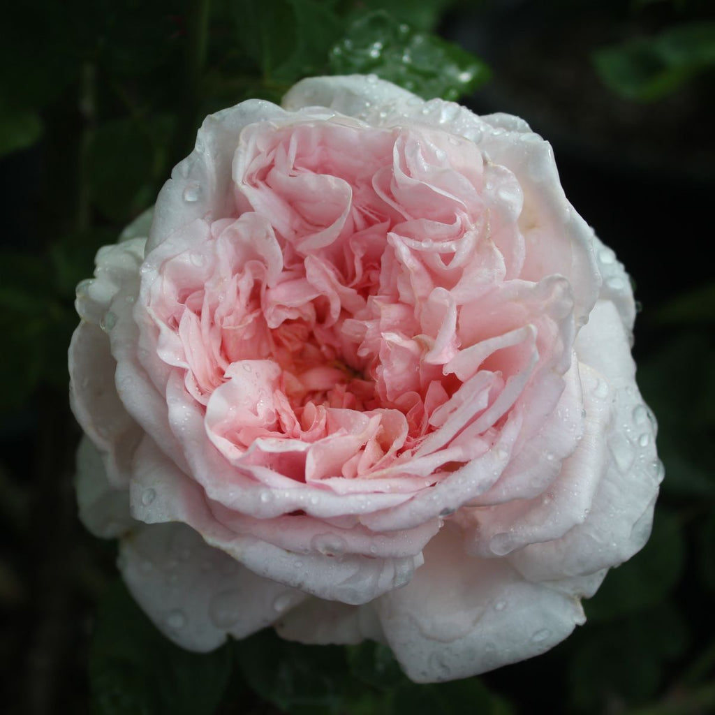 Rosa David