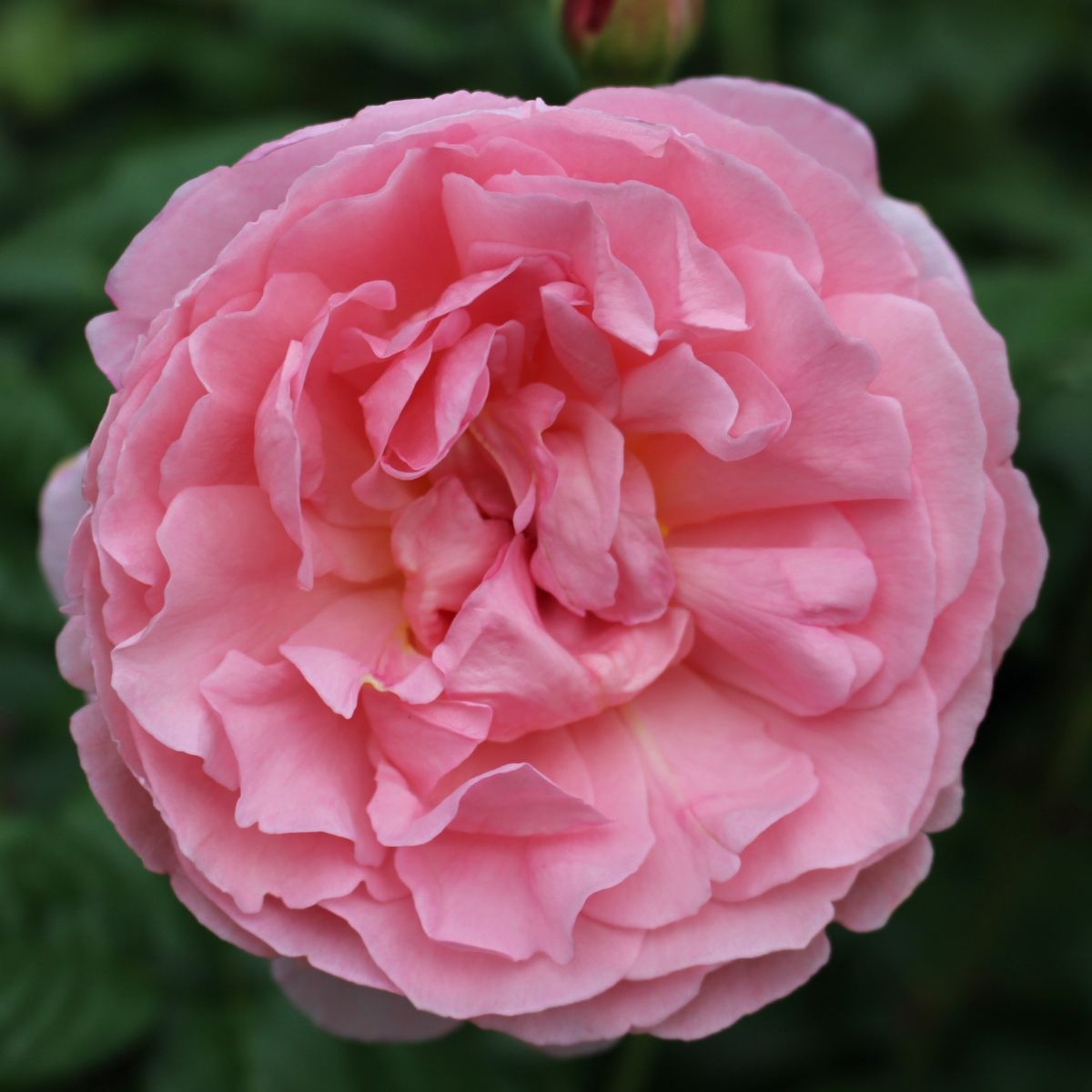 Rosa David Austin® 'Strawberry Hill'® (pink)