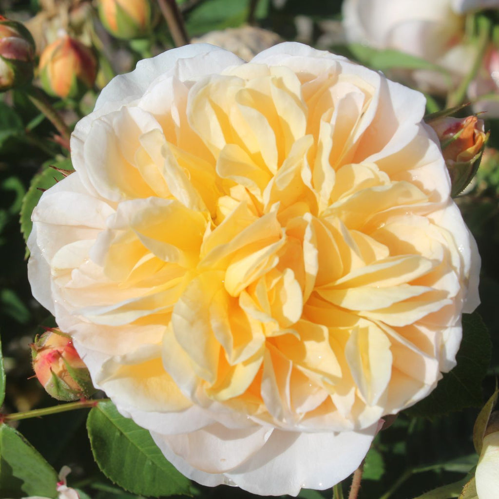 Rosa David Austin® 'Teasing Georgia' PPAF (yellow)