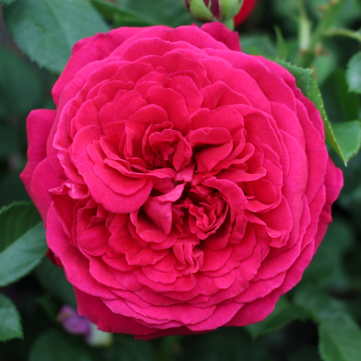 Rosa David Austin® 'Tess of The d'Urbervilles' (red)