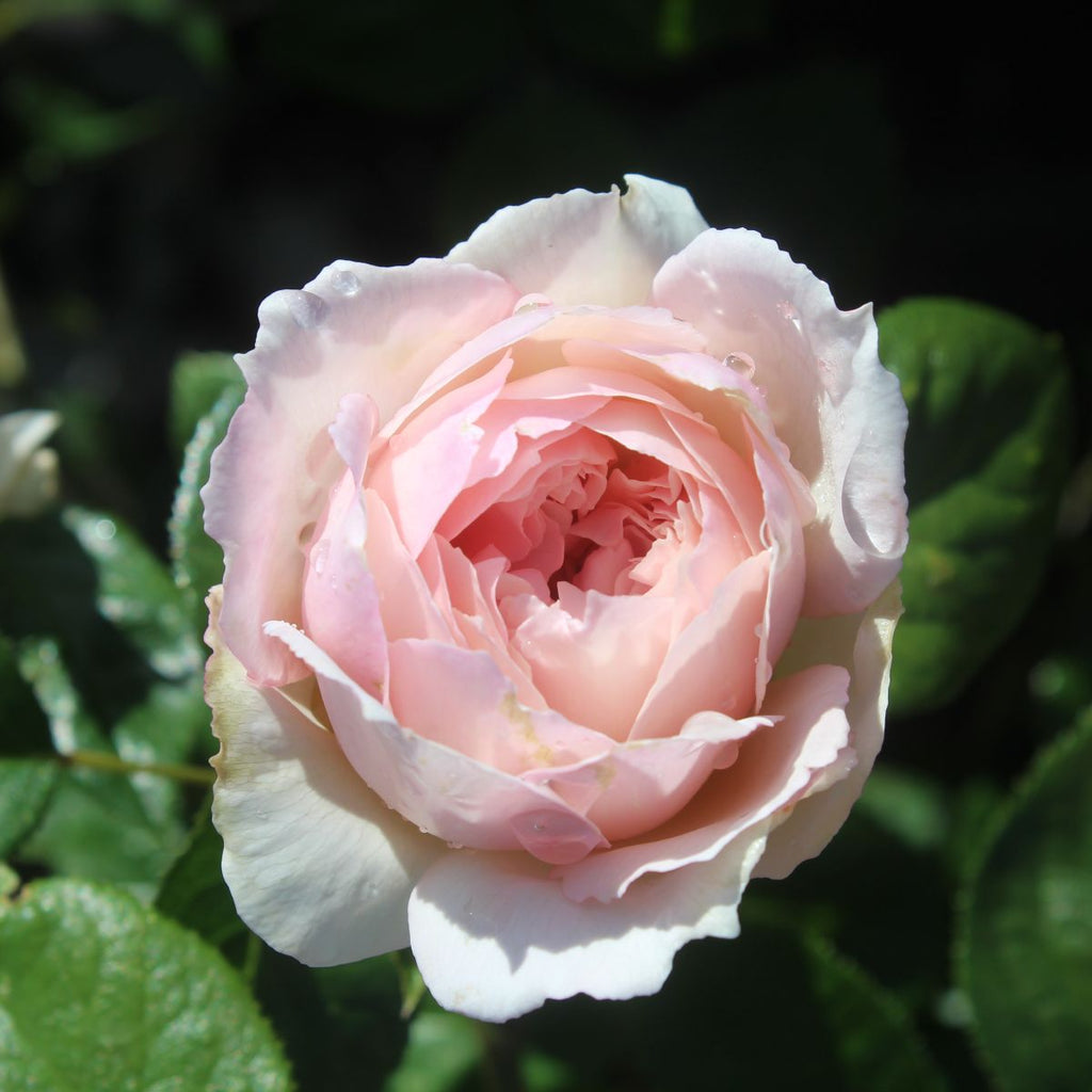 Rosa David Austin® 'The Generous Gardener' (pink)