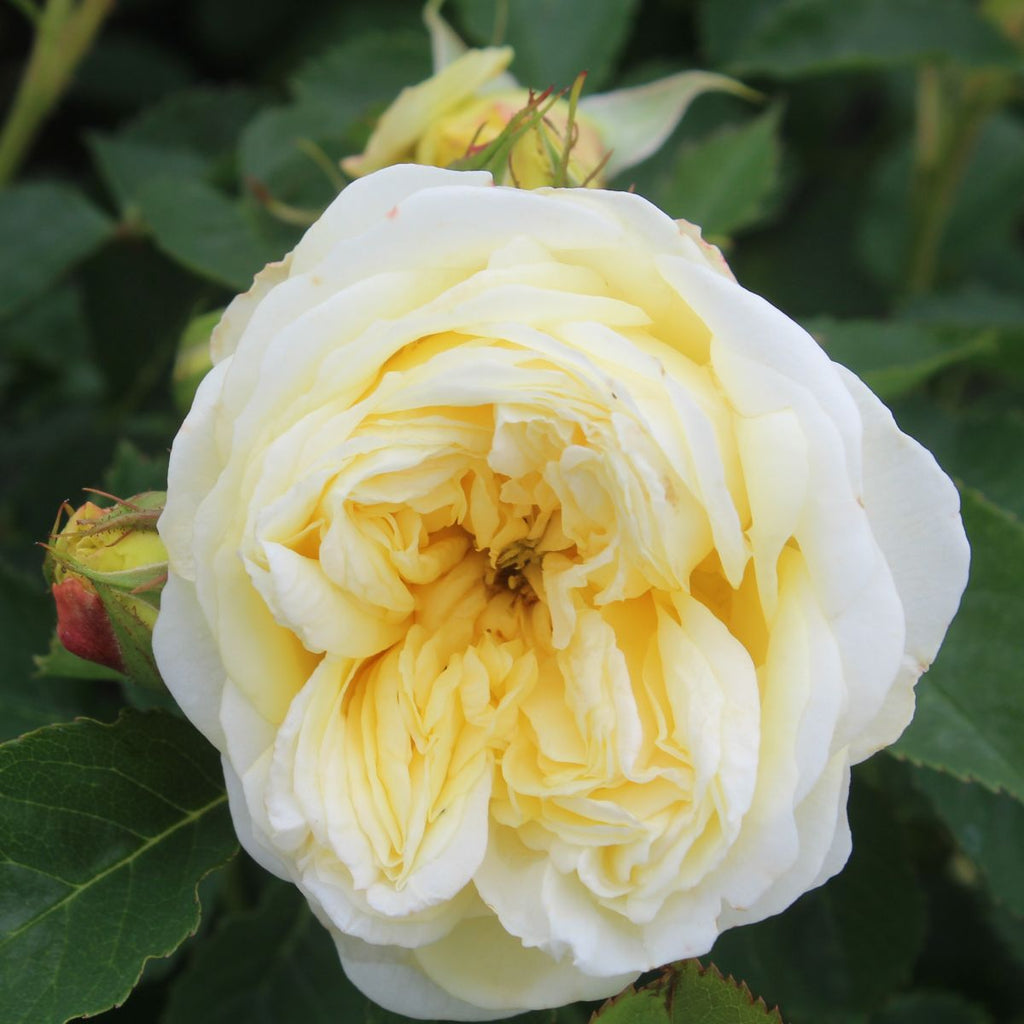 Rosa David Austin® 'The Pilgrim' PP8678 (yellow)