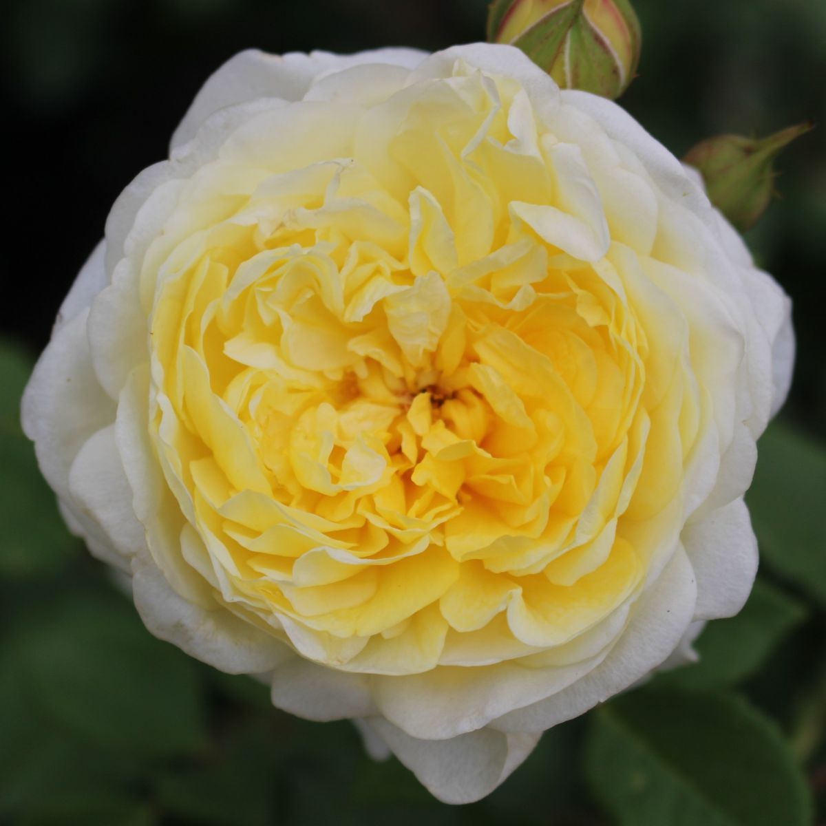Rosa David Austin® 'The Poet's Wife' (yellow)