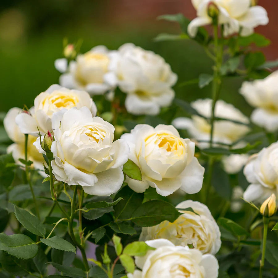 Rosa David Austin® 'Vanessa Bell' (yellow)