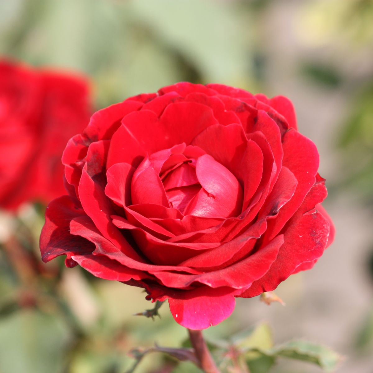 Rosa climb. 'Don Juan' (red)