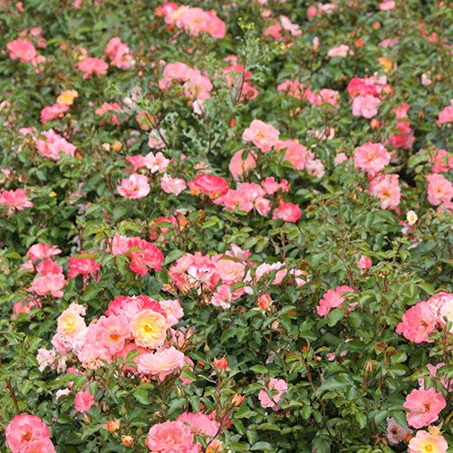 Rosa gc. DRIFT® PEACH PP18542 (peach)